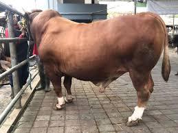 Sapi Limosin